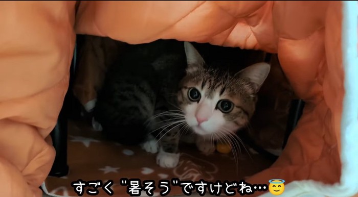 コタツの中の猫