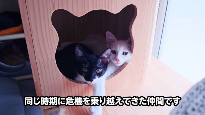 カメラ目線の2匹の猫