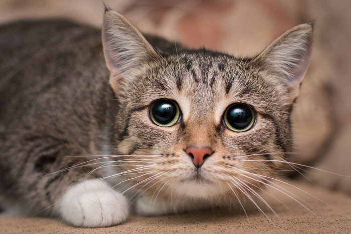 上目づかいで不安そうな猫