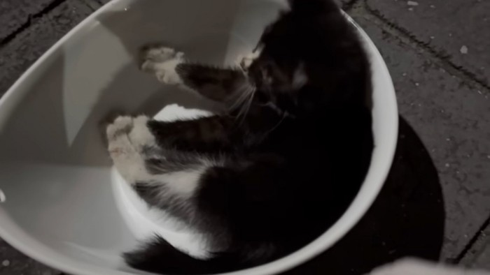 ボウルの中にいる子猫