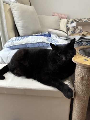 くつろいでいる黒猫