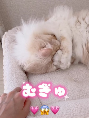 前足で顔を隠す猫