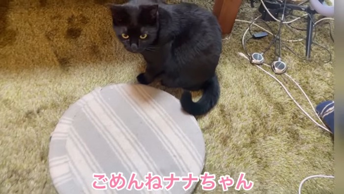 座布団の横に座る猫