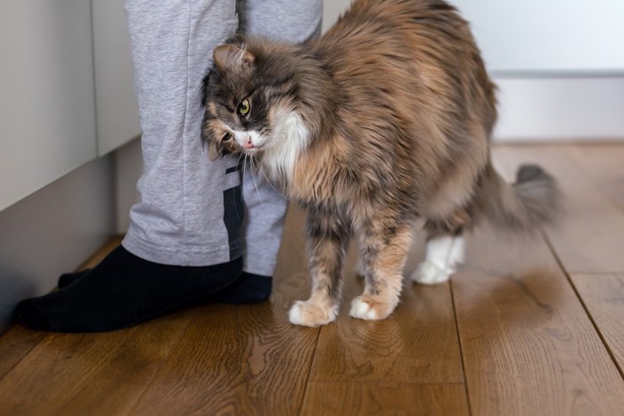 飼い主の足にスリスリする長毛猫