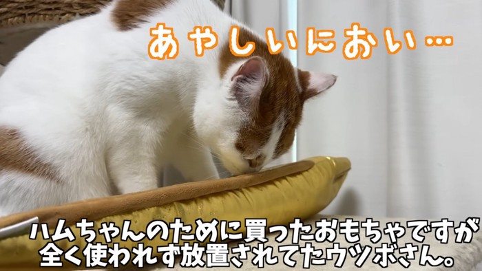 ウツボのおもちゃの匂いを嗅ぐ白茶猫