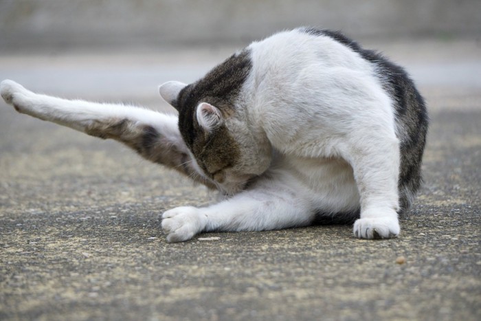 お尻を気にする猫