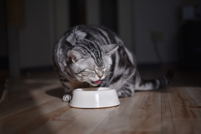 目を閉じて食べる猫