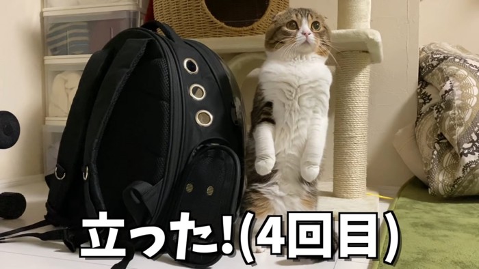 リュックの横で立ち上がる猫