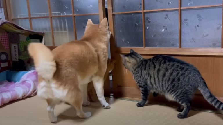 室内にいる猫と犬