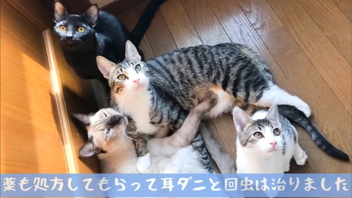 上を見る猫たち