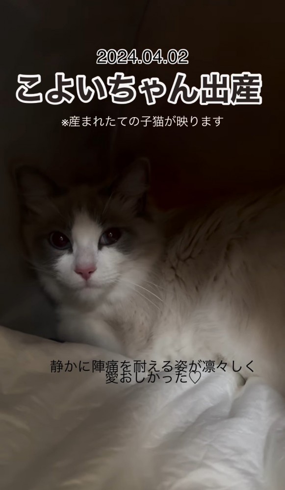 暗がりの中でこちらを見る猫