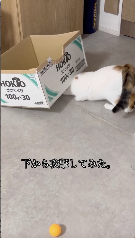 ダンボールの下に顔を入れる猫