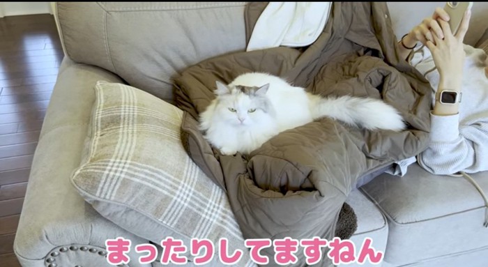 体の上の猫