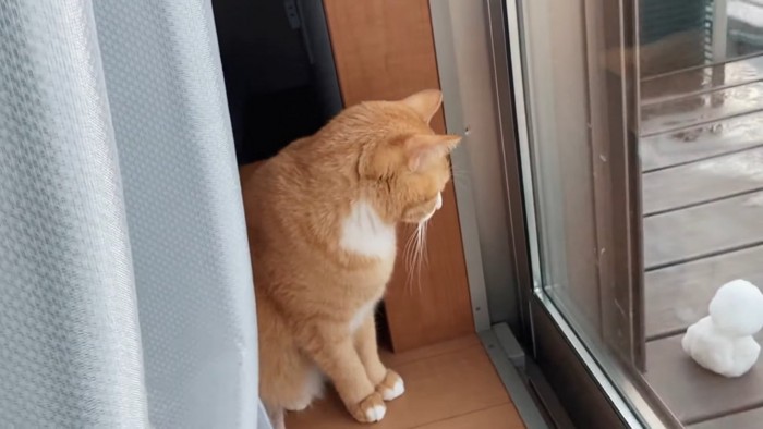 外を見る猫