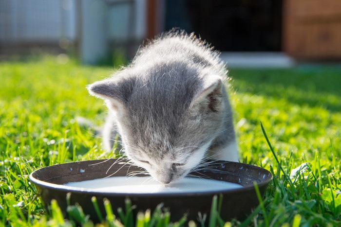 ミルクを飲む子猫