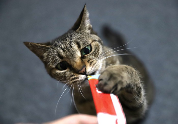 ちゅーるを手で押さえて食べる猫