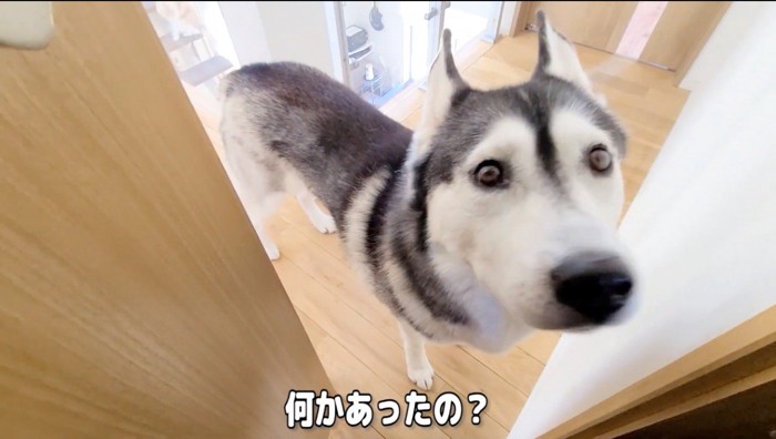 ドアの隙間から飼い主を見上げるハスキー犬