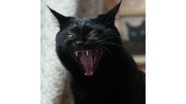 室内にいる猫