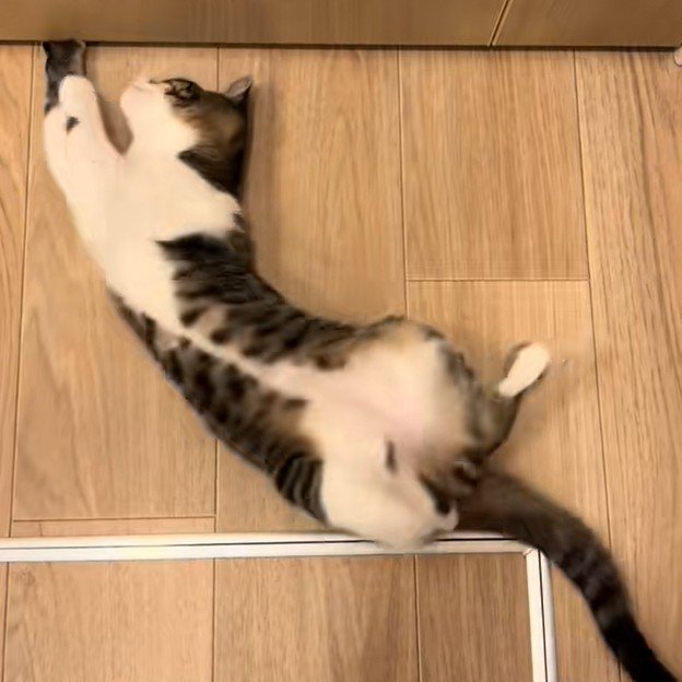 隙間に一生懸命手を入れる猫