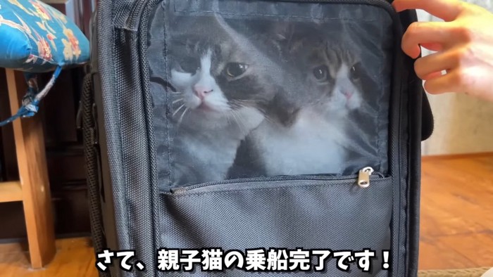 キャリーの中にいる猫