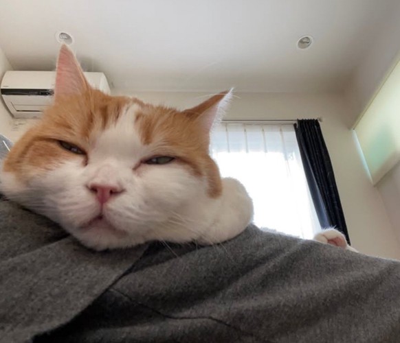 茶白猫の顔アップ