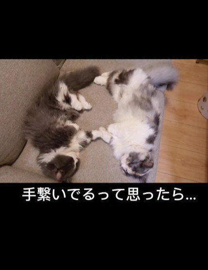 ソファに寝転がる2匹の猫