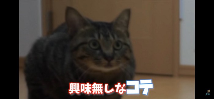 興味なし