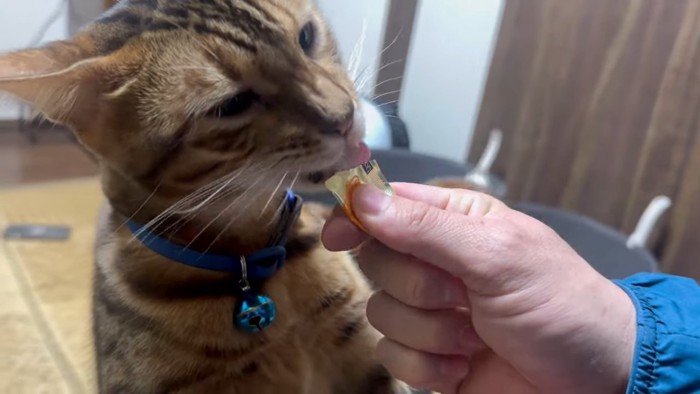 おやつを食べる青い首輪の猫