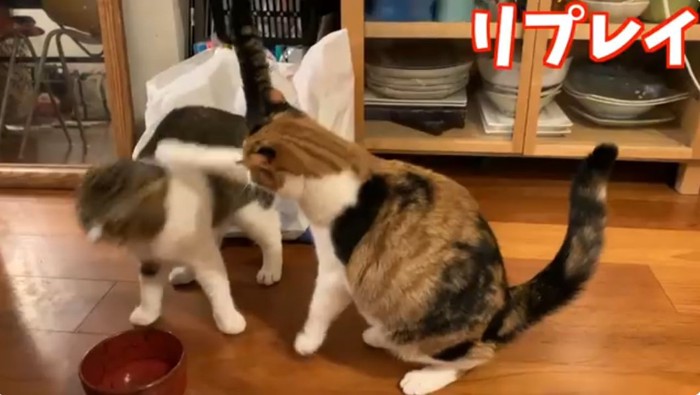 猫パンチするスコティッシュフォールド