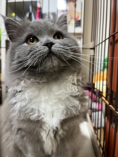 子猫