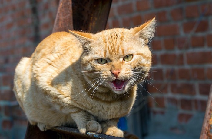 何かに向かって鳴いている茶トラ猫