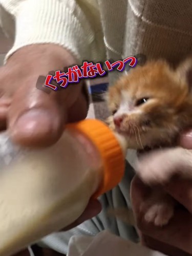ミルクを飲もうとする子猫