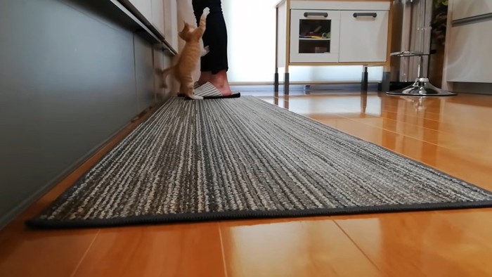 料理をしている飼い主とキッチンマットにいる子猫