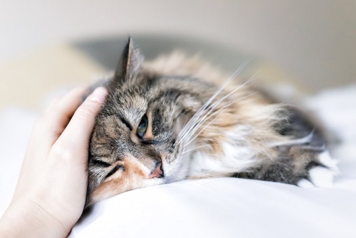 飼い主の上で寝転んでいる猫