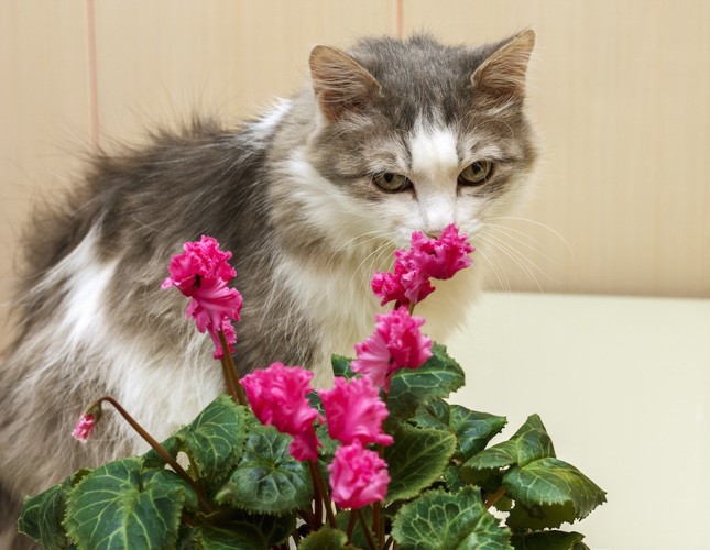 花の匂いを嗅ぐ猫