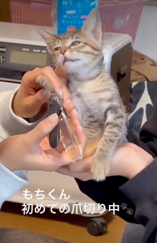 放心状態の子猫