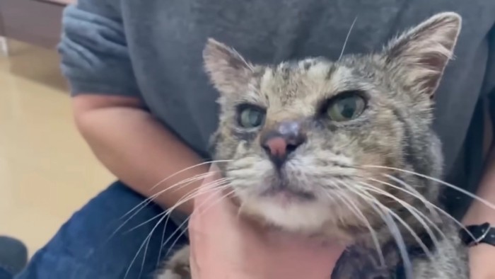 首の下を撫でられる猫