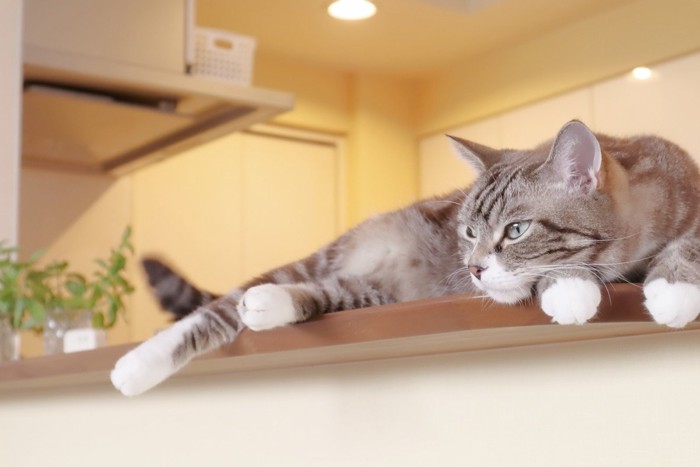 カウンターの上の猫