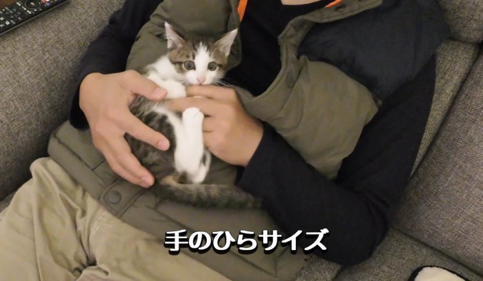 抱っこされている子猫