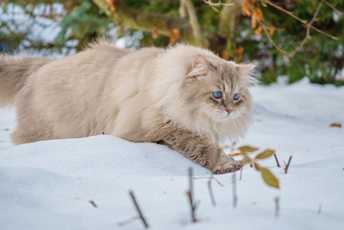 抱っこされる猫