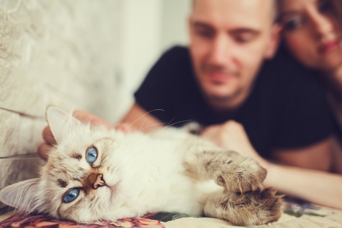 ソファーでくつろぐ猫と夫婦