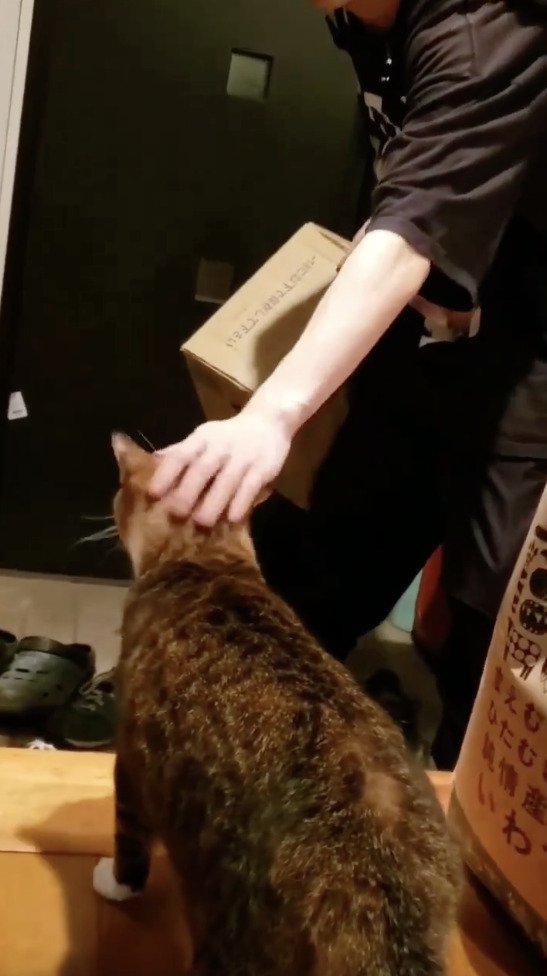 猫の頭を撫でる長男さん