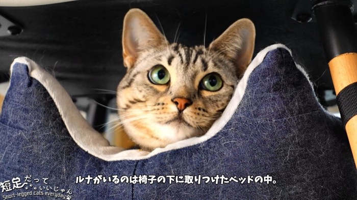 ベッドの中にいる猫