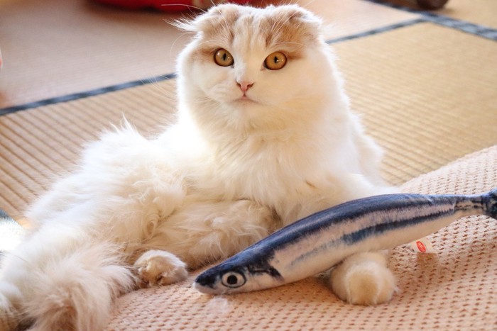 畳の部屋にいる猫