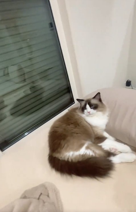 枕に頭をのせて半分目を開けている猫