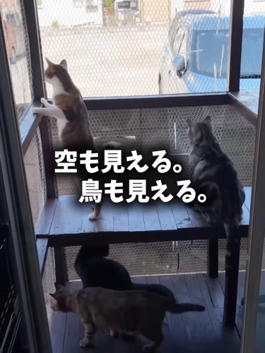 外を見ている猫たち