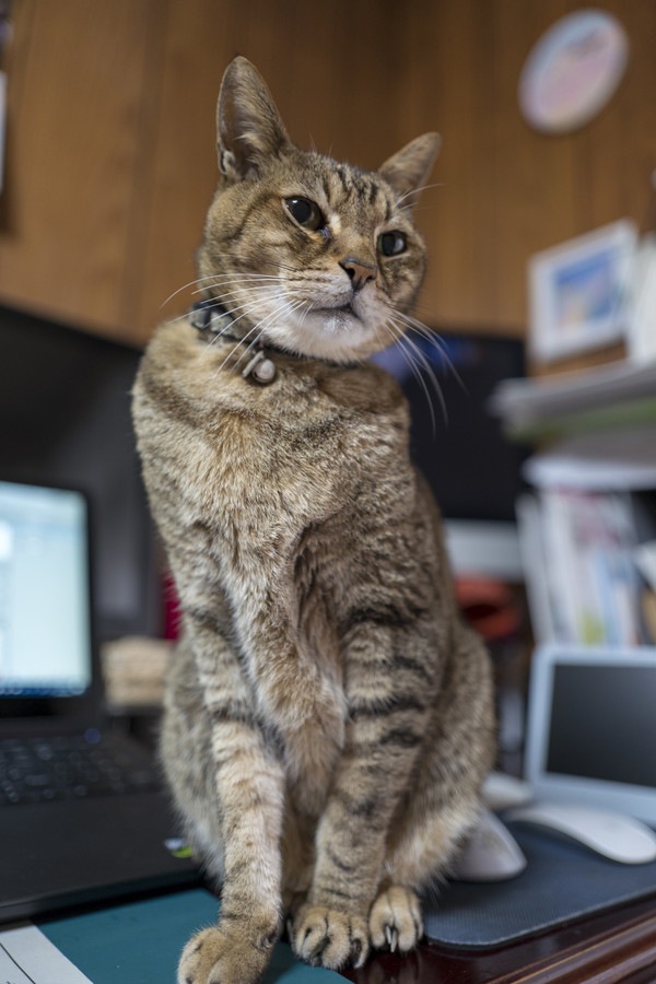 甘えに来た猫