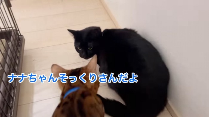 黒猫とベンガル