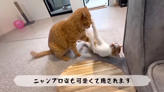 前足を出してじゃれ合う2匹の猫