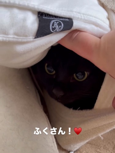 枕カバーの中にいる猫